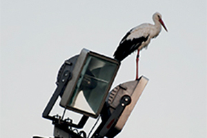 Cigogne à Belley PAGE ACCUEIL © Joël JACQUARD ballad et vous