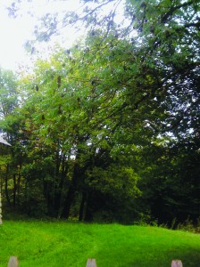 frêne sur Ambléon