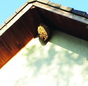 Photo prise dans une propriété de Belley