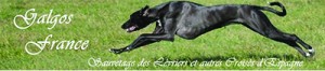 Présentation Galgos France www.ballad-et-vous.fr