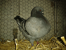 pigeon king ballad et vous