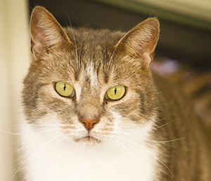 chat photo porte ouverte ballad et vous