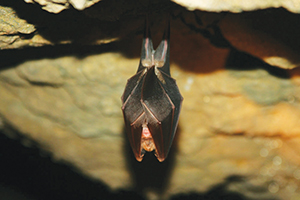 Les Grottes de La Balme – Grand rhinolophe © DR ballad et vous