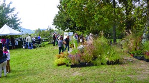 plantes lac d'aiguebelette ballad et vous 2