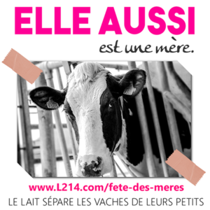 vache-avatar-FB-fete-meres