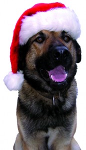Chien avec chapeau de Noël ballad et vous