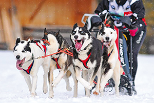 Championnat de France de chiens de traineau 2 ballad et vous © Verdy
