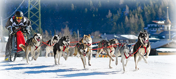 Championnat de France de chiens de traineau 3 ballad et vous © Verdy