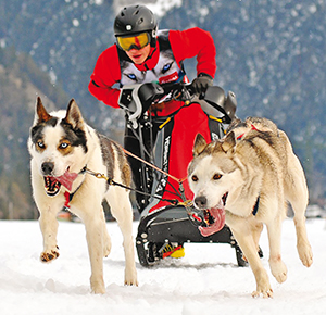 Championnat de France de chiens de traineau 5 ballad et vous © Verdy