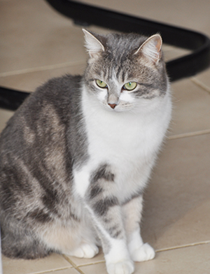 Chat Jazzie perdue a belley ballad et vous