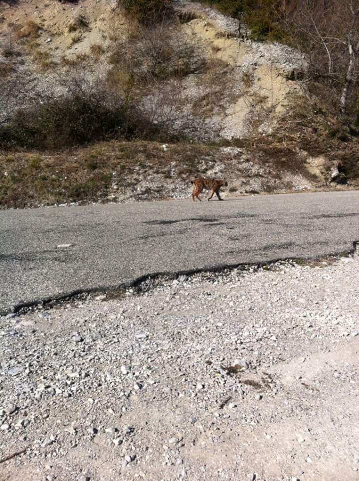 Lynx Stéphanie 24 mars 2016 colombier ballad et vous1458817872012