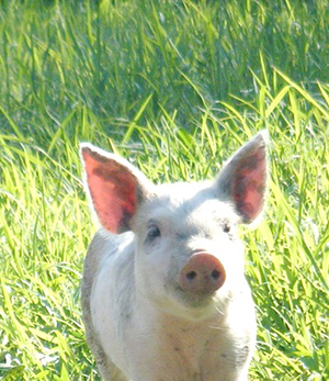 Ferme du marais cochon ballad et vous