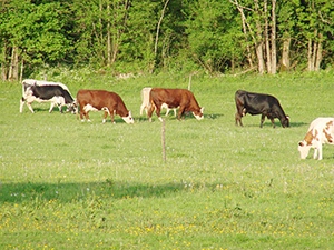 Ferme du marais vaches ballad et vous