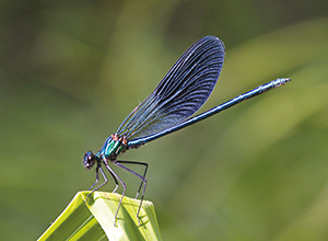 Bugey Développement Blue Damselfly ballad et vous