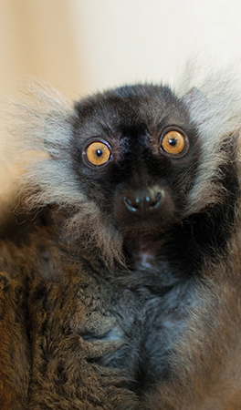 Macaco