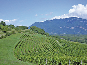 4ème Vigneronne st benoit balade gourmande ballad et vous