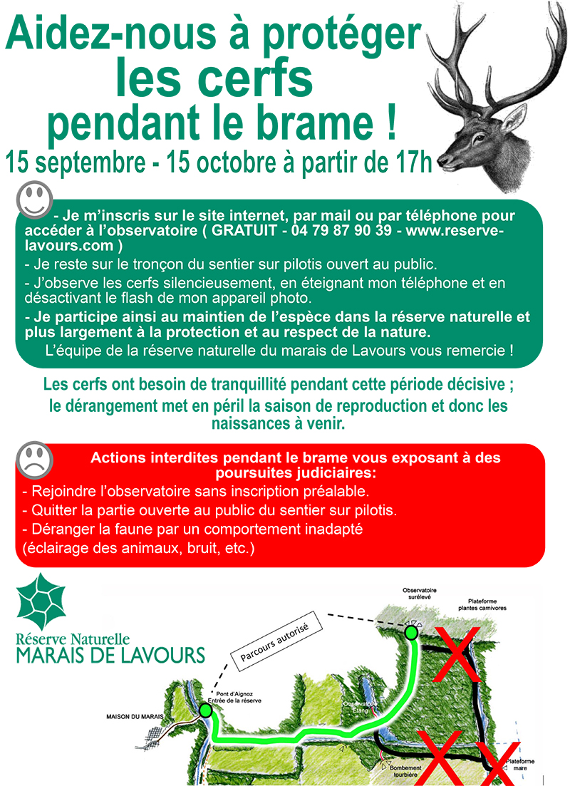 Brame du cerf ballad et vous