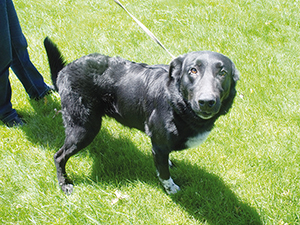 refuge-de-dompierre-sur-veyle-chien-ballad-et-vous