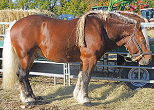 foire-hotonnes-chevaux-de-trait-ballad-et-vous