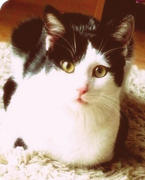 ornella-dulellari-son-chat-simba-ballad-et-vous