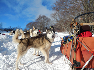 Chiens de traîneaux ballad et vous
