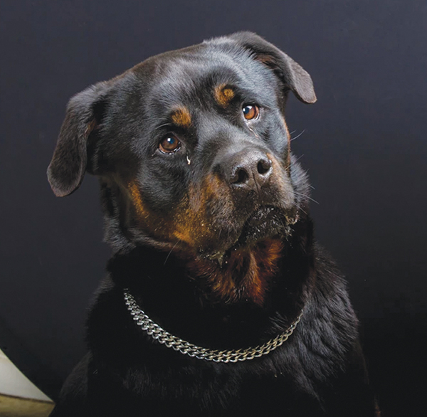 Amis Des Bêtes Animaux à Adopter Ballad Et Vous