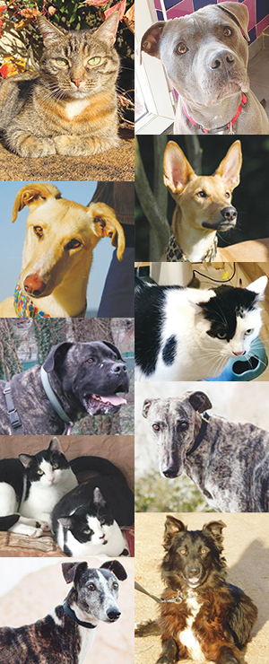 Animaux photos V4 page accueil ballad et vous