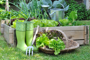 Jardin potager type ballad et vous