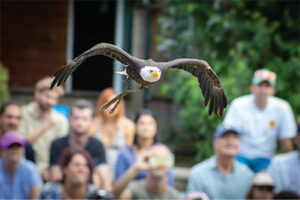 Spectacle-«Le-seigneur-des-cieux»-©Les-Aigles-du-Léman-ballad-et-vous